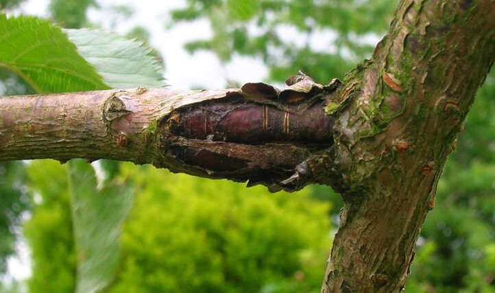 Plum Tree Ailments To Watch Out For