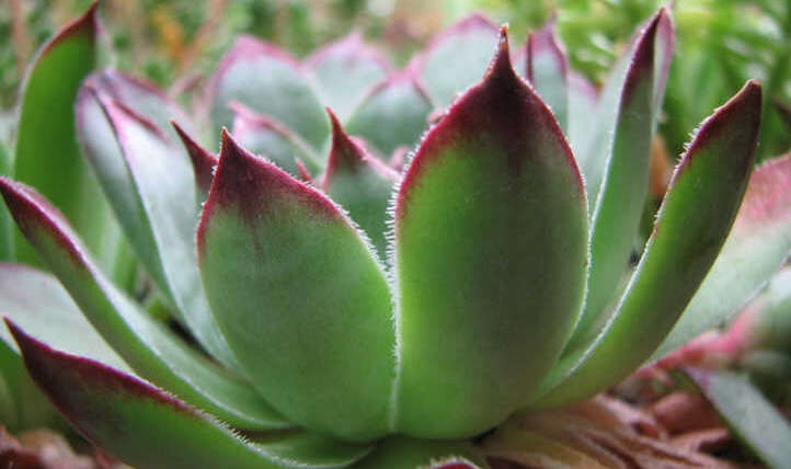 Hen And Chicks Plant Care: Succulent Sweethearts