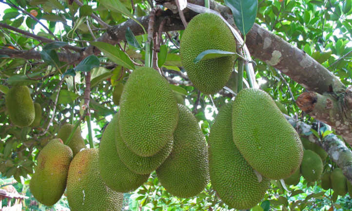 Durian Vs Jackfruit: What’s The Distinction?