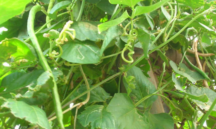 Yardlong Bean Vegetation: Rising Asparagus Beans