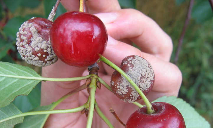 Brown Rot: Fruit Fungi Frustration