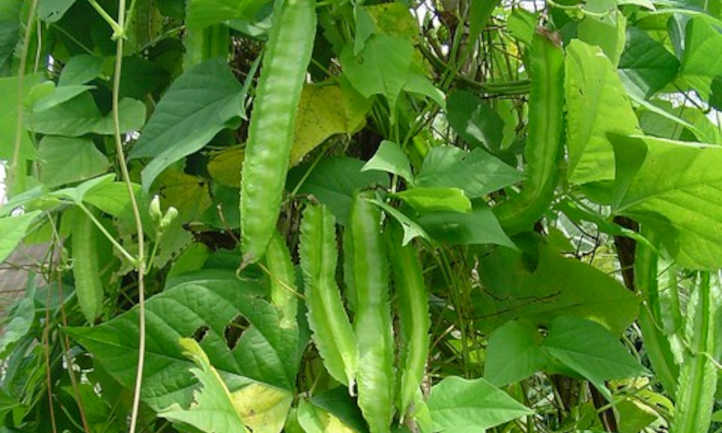 Winged Bean Plant Care: Rising Dragon Beans