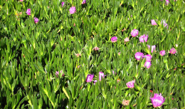 Ice Plant Care: Conserving Ice Crops Completely satisfied