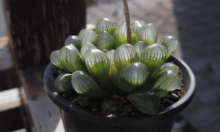 Haworthia Obtusa: Rising The Mini-Aloe Plant