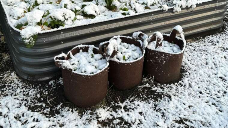 How To Winterize Material Pots To Lengthen The Season