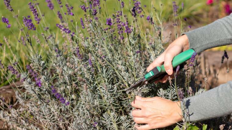 How and When to Prune Lavender For Lovely Blooms