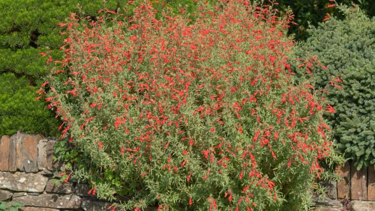 Hummingbird Bush: How To Develop Flame Acanthus