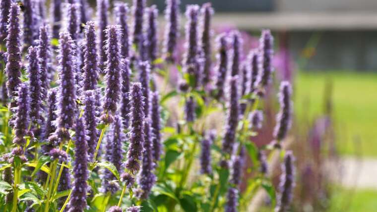 Anise Hyssop: How To Develop and Care For Agastache Foeniculum