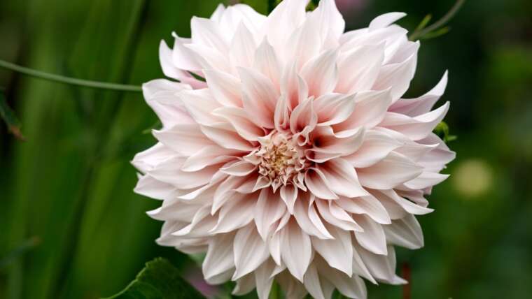 Are Dahlias Perennials, Or Are They Annual Vegetation?