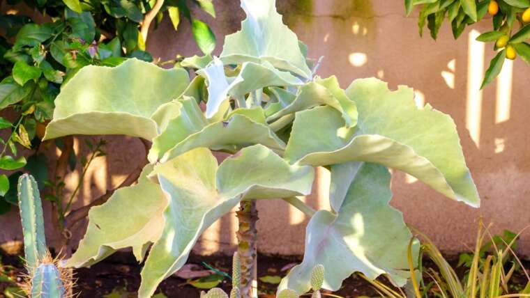 Kalanchoe Beharensis: The right way to Develop and Care For Velvet Leaf Plant