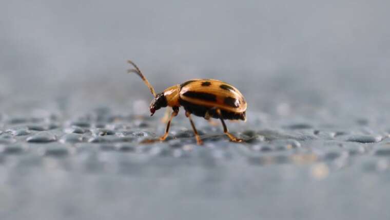 Bean Leaf Beetle Issues? Right here’s How To Deal with Them
