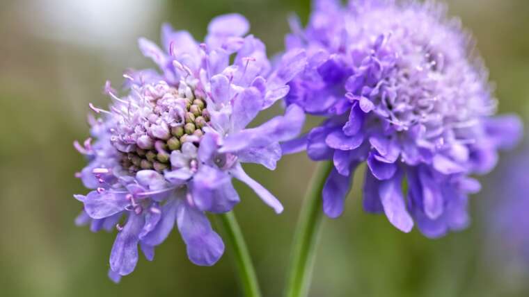 Scabiosa: The best way to Develop and Care For Pincushion Flowers