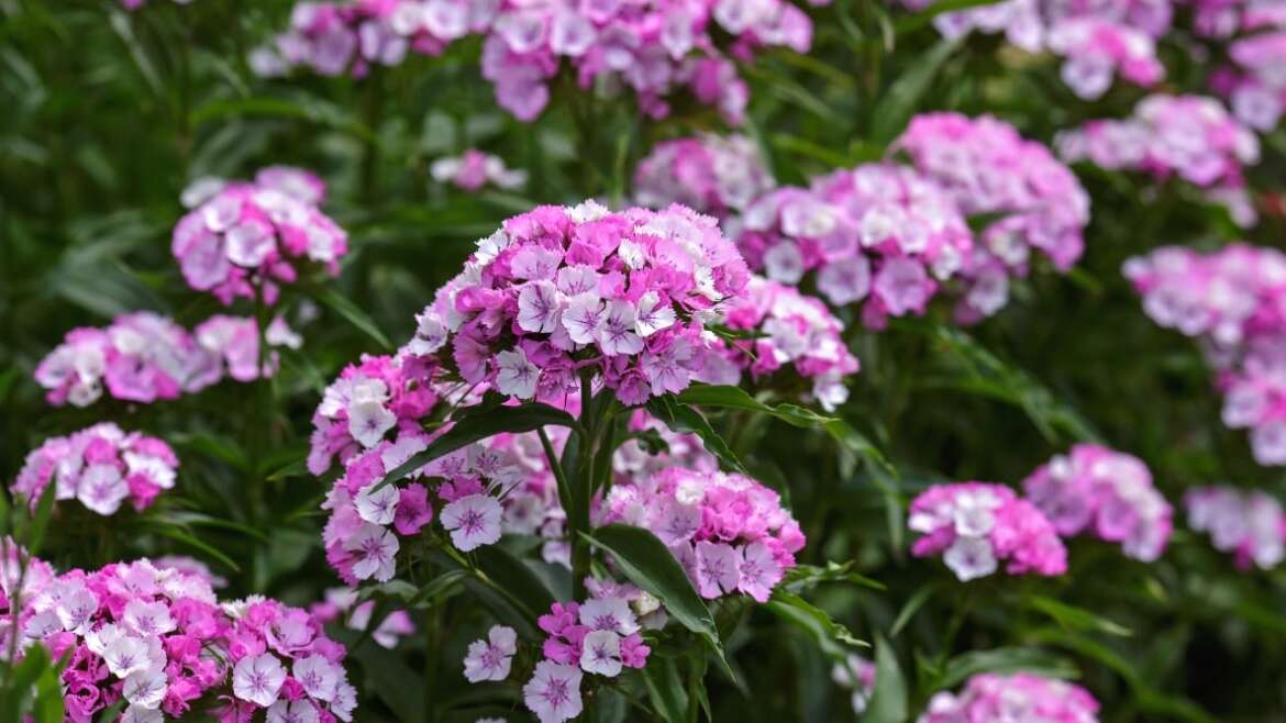 27 Flowering Perennials That Will Bloom This Season