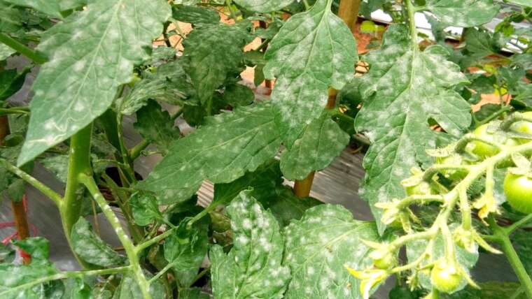 Powdery Mildew in Tomatoes: Identification and Prevention