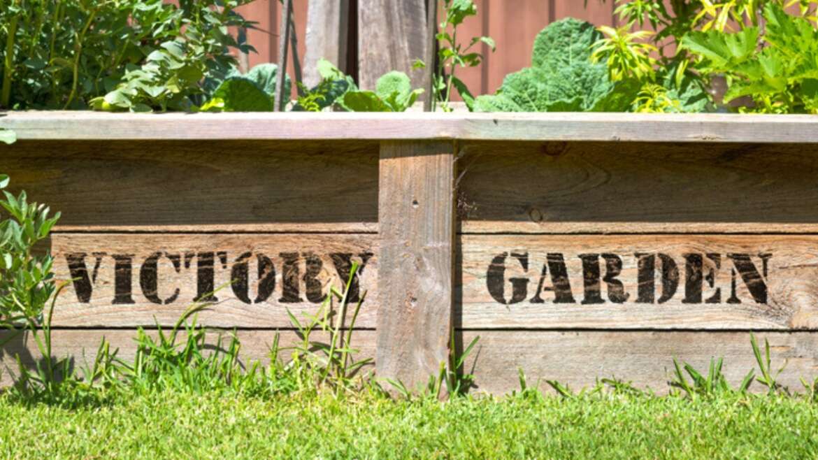 The best way to Develop a Victory Backyard in Raised Beds This Memorial Day