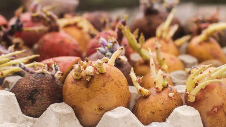 Potato Development Phases: How Quick Do Potato Crops Develop?