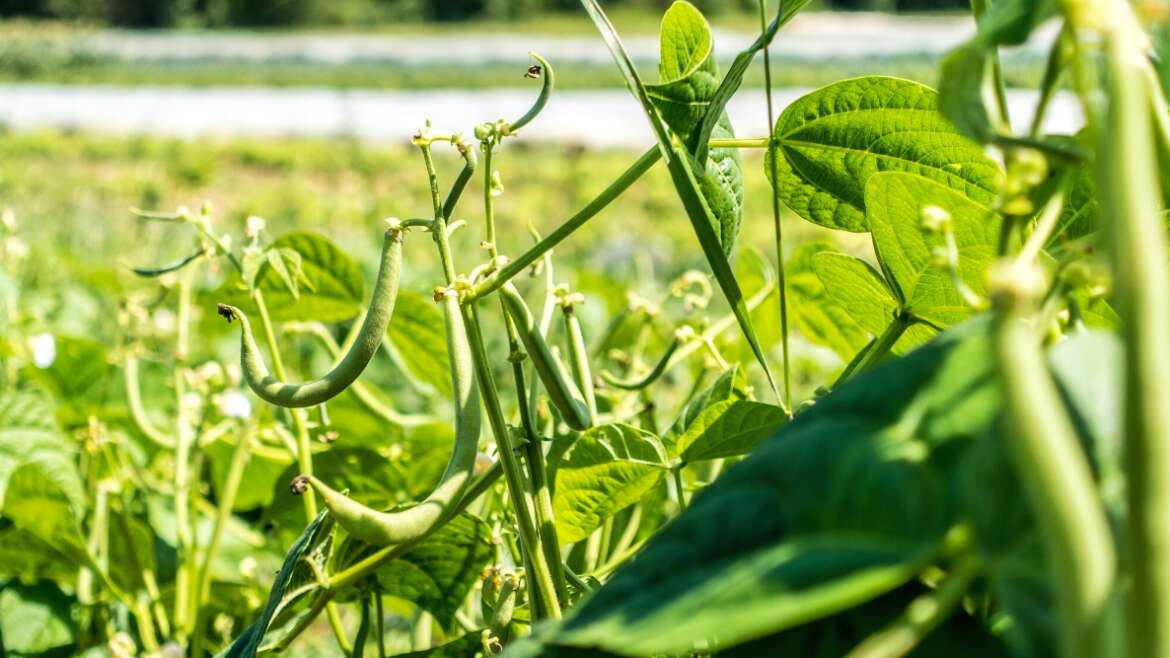 35 Companion Crops to Develop With Beans This Season