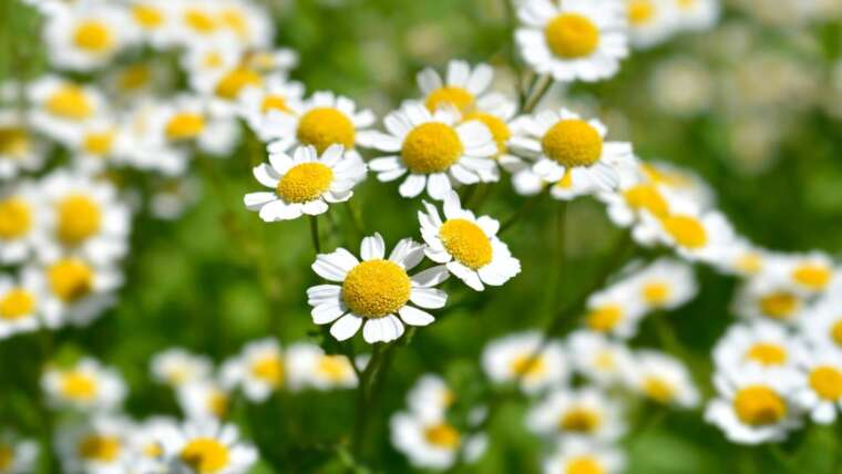 The right way to Plant, Develop and Care For Feverfew