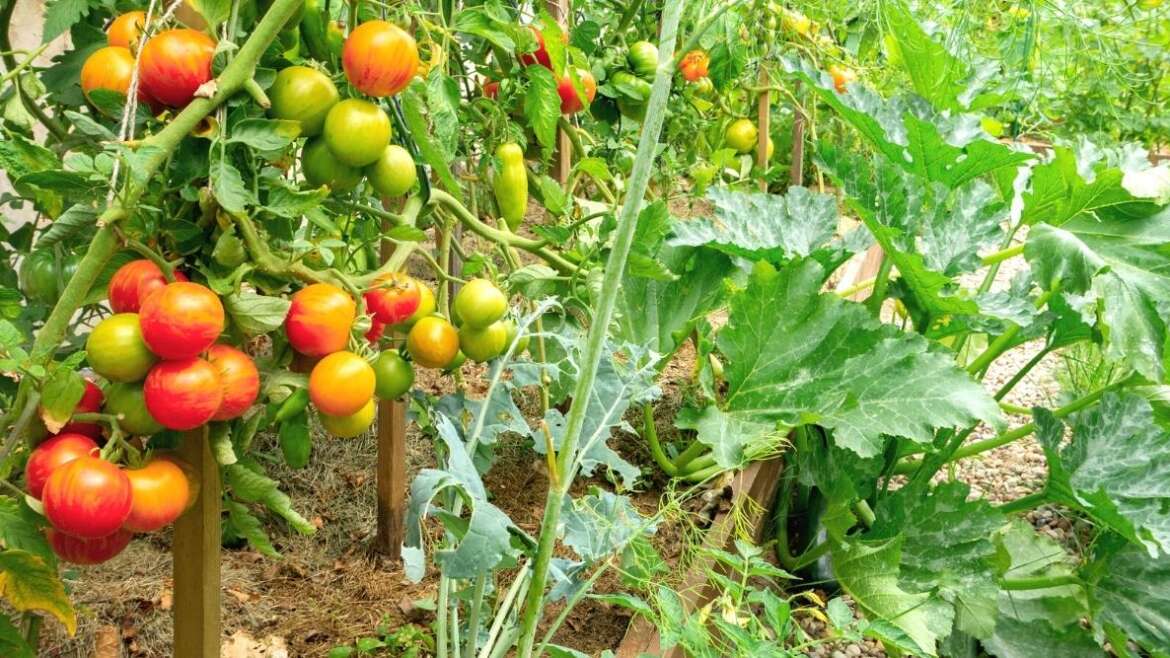 Can You Develop Tomatoes With Squash in Your Backyard?