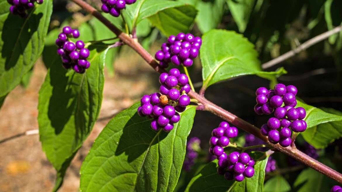 The right way to Plant, Develop and Care For American Beautyberry