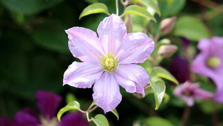 Tips on how to Propagate Clematis From Cuttings in 7 Straightforward Steps