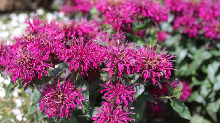 19 Perennial Companion Vegetation for Blazing Star Flowers