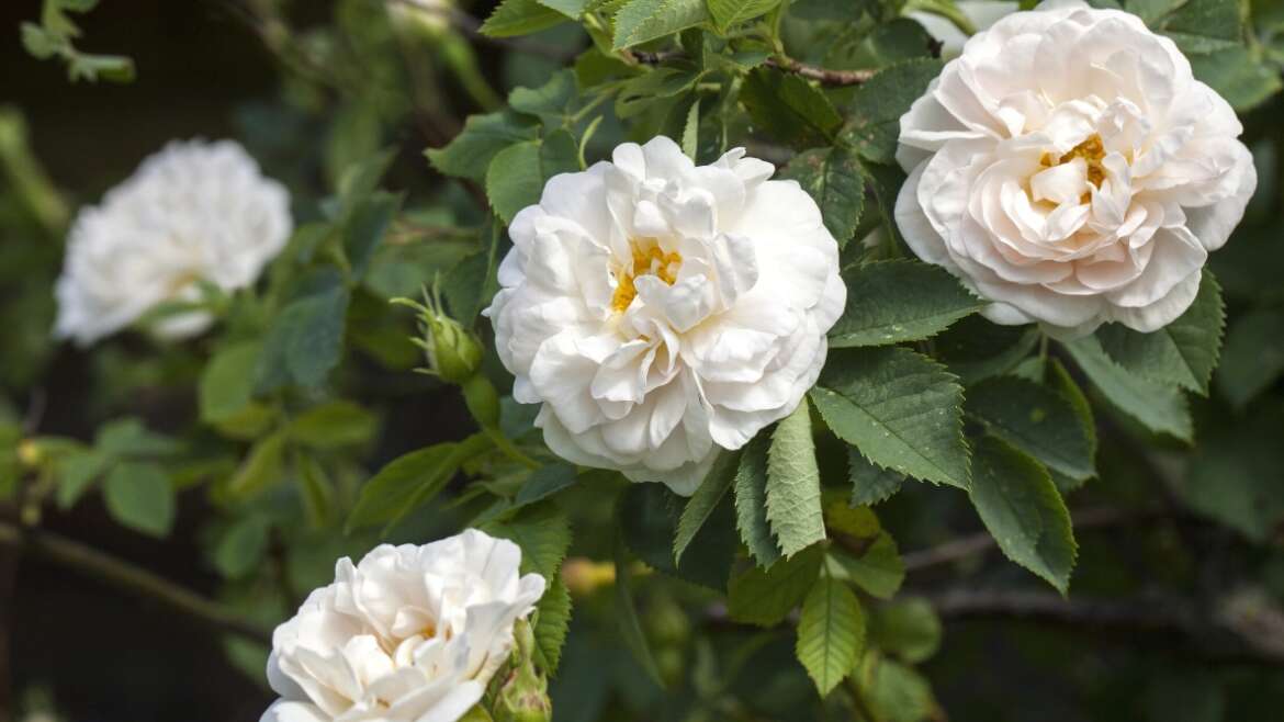 17 Roses So Robust That They Are Nearly Unimaginable to Kill