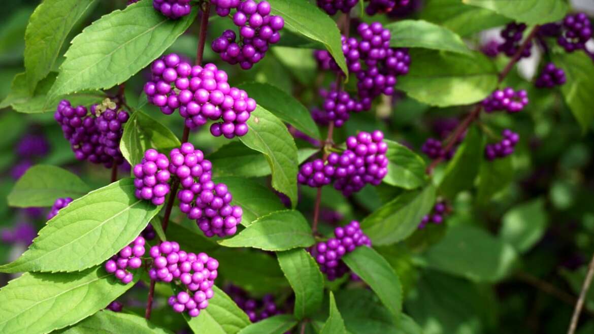 17 Native Crops to Add to Your Shade Backyard