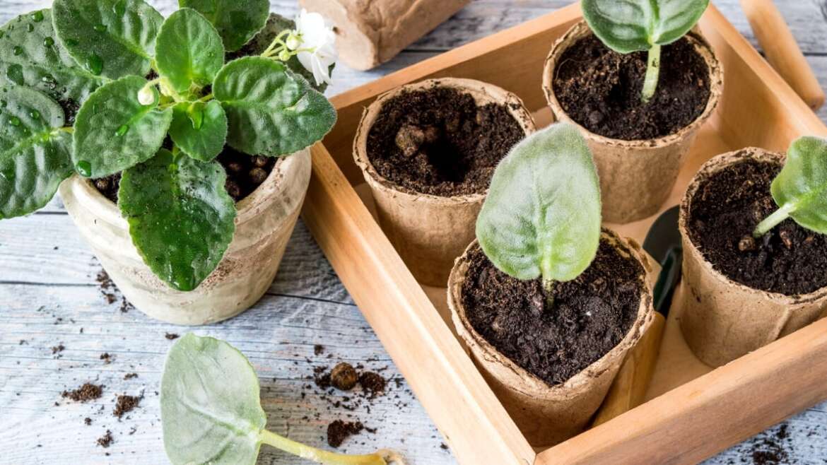 12 Errors to Keep away from When Propagating Houseplants