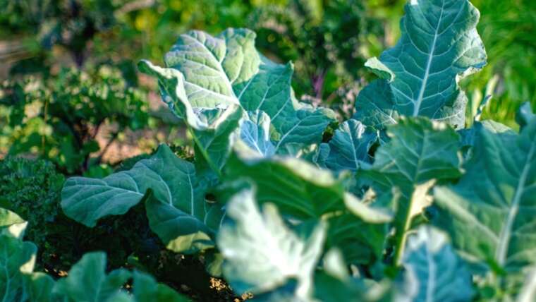 15 Companion Crops to Develop With Cauliflower