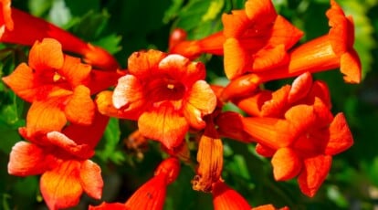 How you can Plant, Develop and Care For Trumpet Vine