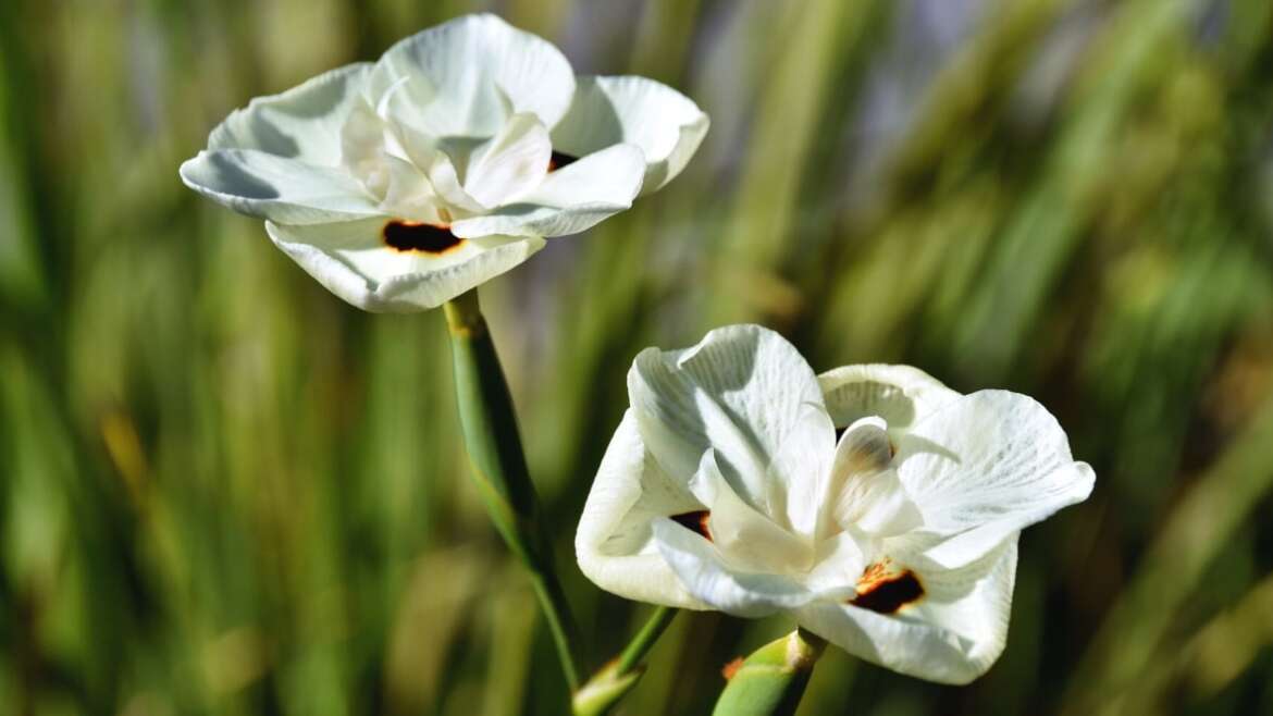 9 Causes to Plant Bicolor Irises This Season