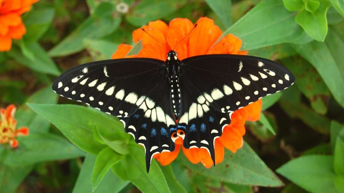 30 Stunning Host Vegetation For Butterflies