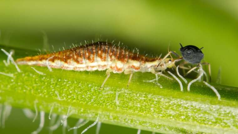 Learn how to Plant a Biocontrolled Backyard to Regulate Pests