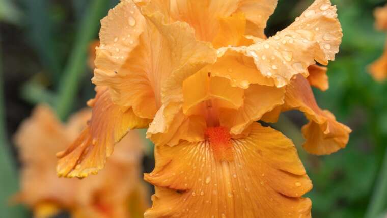 11 Totally different Varieties of Orange Iris Varieties For Your Flowerbeds