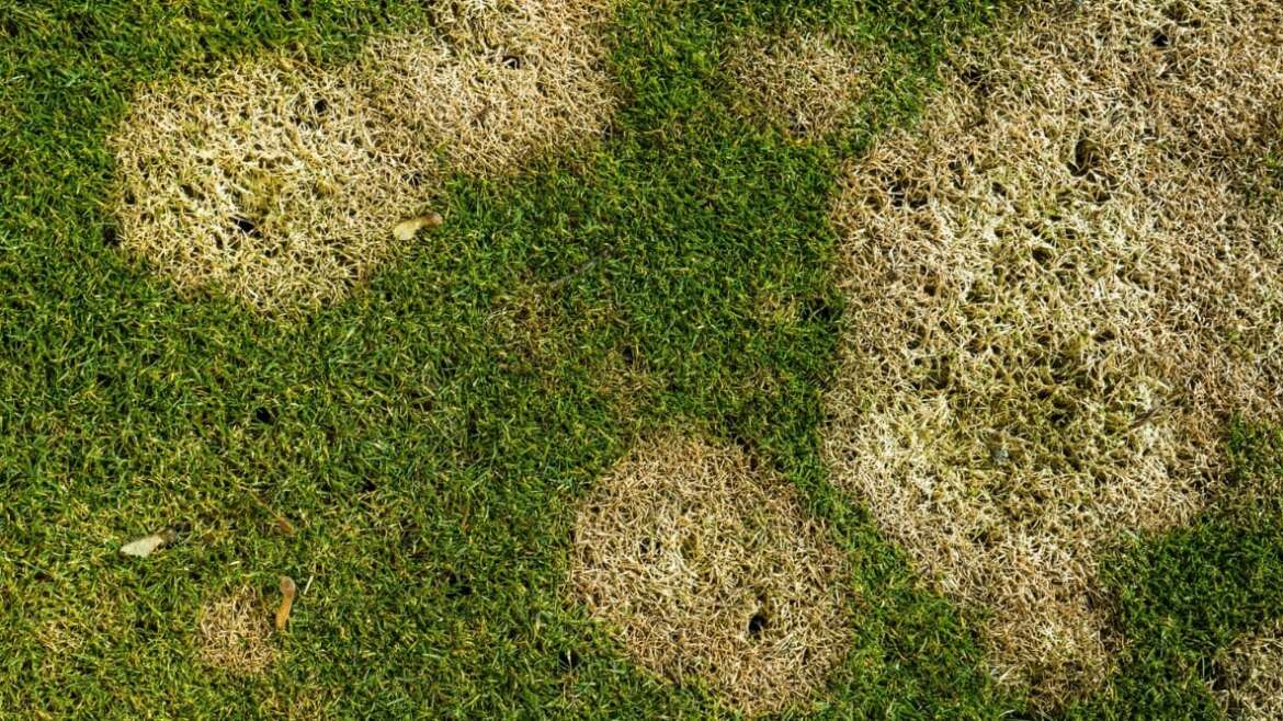 9 Frequent Turfgrass Illnesses and The way to Handle Them
