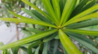 Find out how to Plant, Develop, and Look after Podocarpus