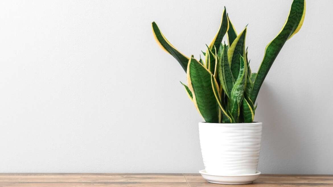 19 Houseplants Excellent For Faculty Dorm Rooms