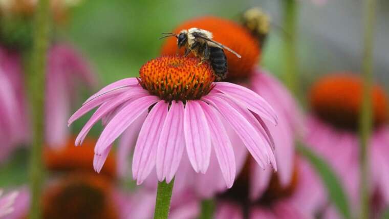 11 Varieties of Bees and Learn how to Appeal to Them to Your Backyard