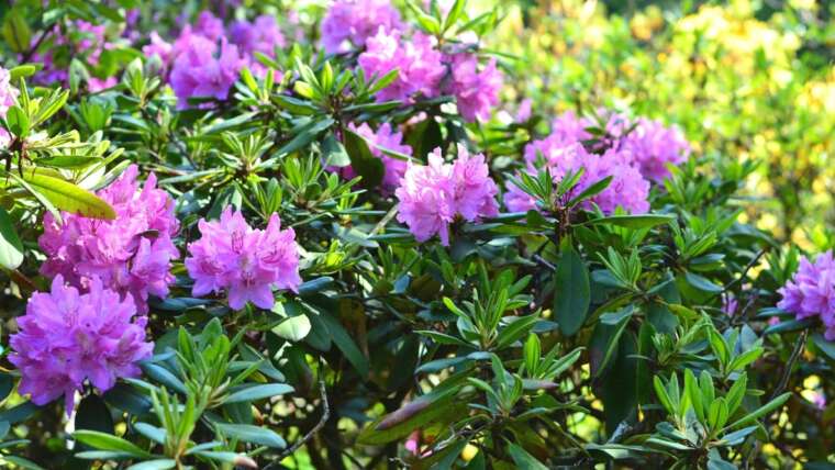 The place Ought to You Plant Azaleas For Optimum Progress?