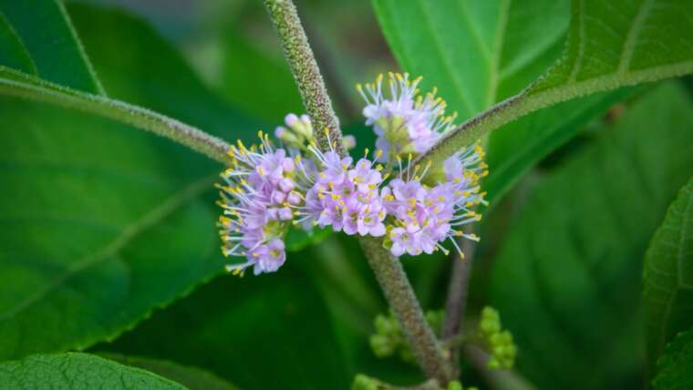 High 21 Shrubs for Pollinators