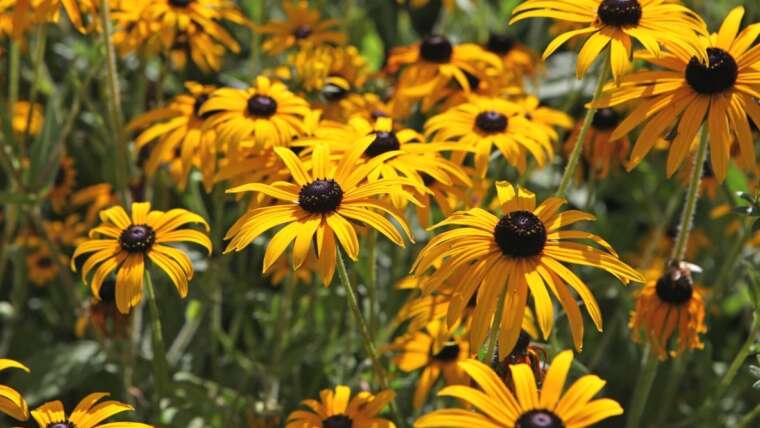 15 Perennials to Plant this Labor Day