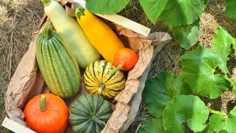 Are Volunteer Squash Protected to Eat?