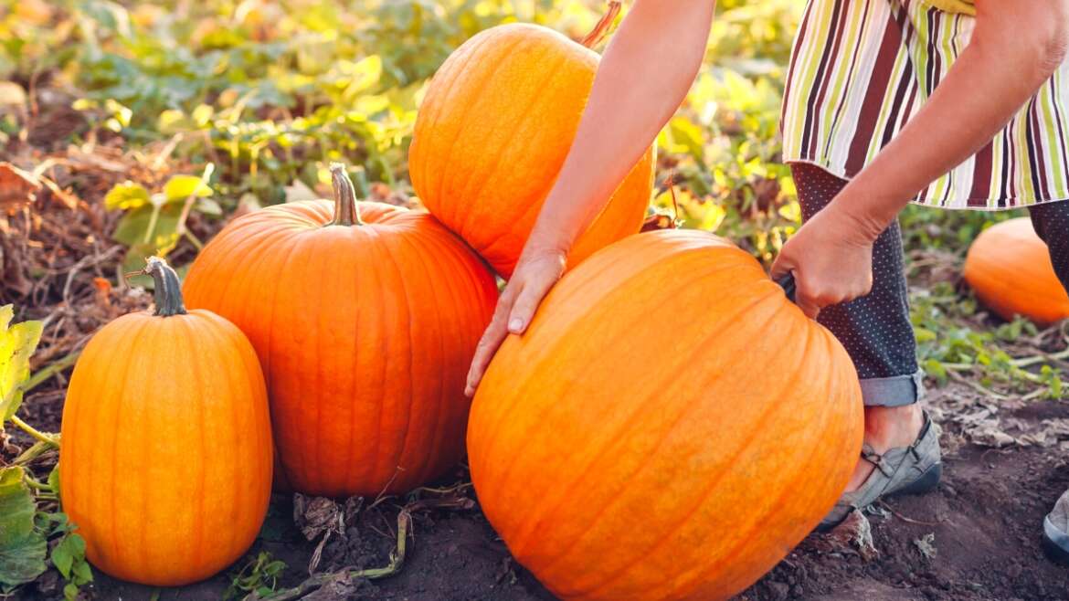 15 Suggestions for Rising Epic Large Pumpkins