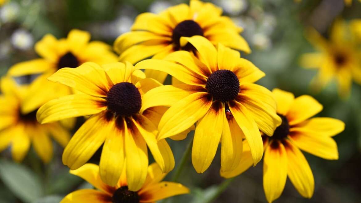 11 Native Perennials to Direct Sow this Fall