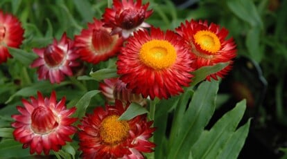 The best way to Plant, Develop, and Look after Strawflowers