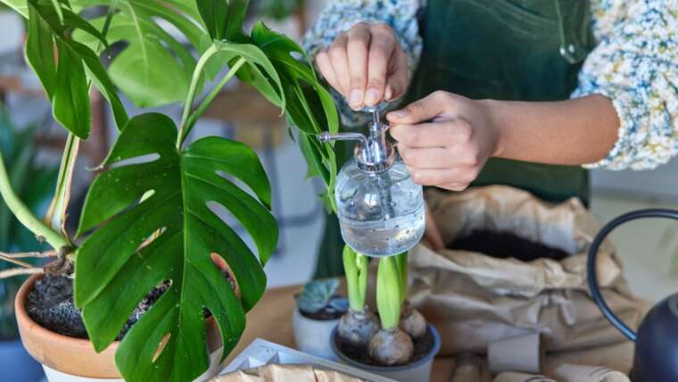 11 Cures For Sad Houseplants