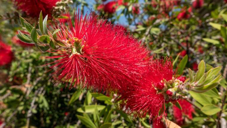 27 Forms of Flowering Bottlebrush Vegetation For Your Backyard