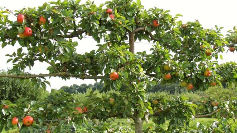 27 Edible Crops to Climb an Arbor or Trellis