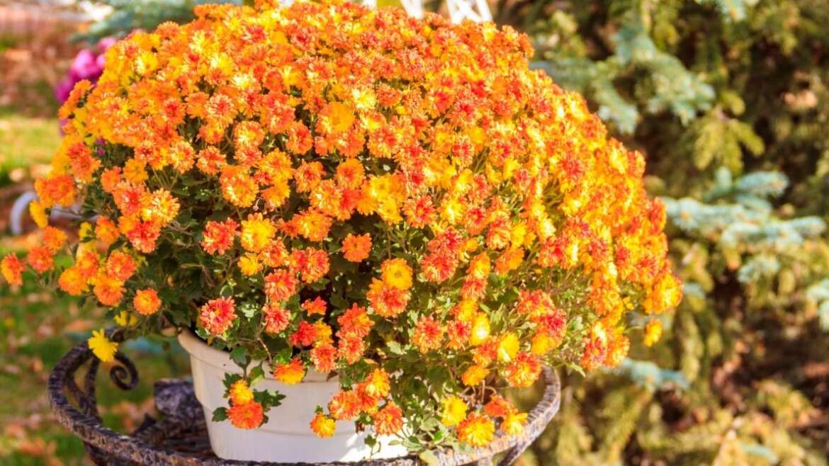 27 Crops for Attractive Fall Containers